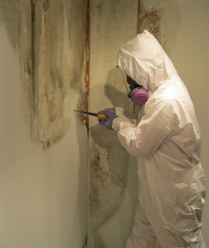 Mold damage repair Brooklyn, NY