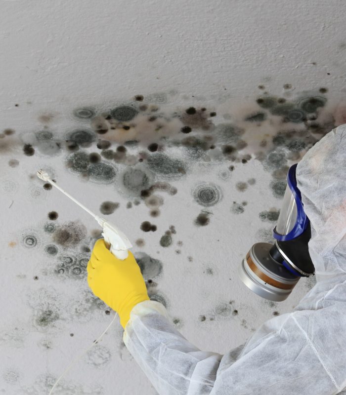 Mold Remediation Brooklyn, New York